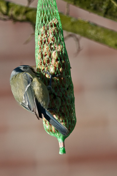 20090110 5415 [D300]   F7,1 420,00mm