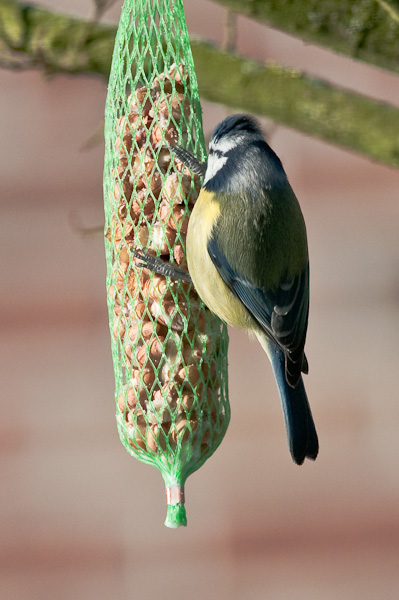 20090110 5418 [D300]   F7,1 420,00mm