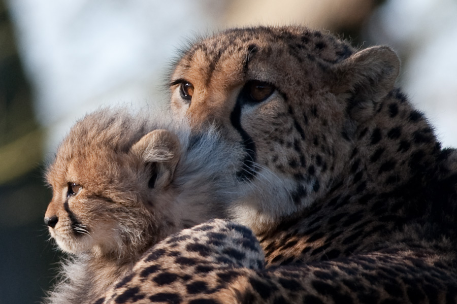 20090125 6500 [D700]   F7,1 420,00mm 2