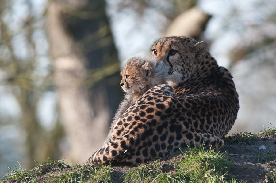 20090125 6500 [D700]   F7,1 420,00mm