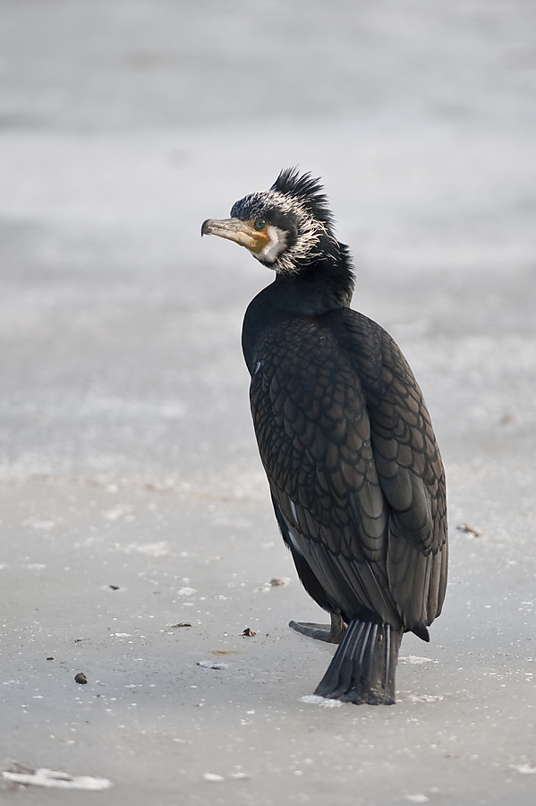 20090131 6819 [D700]   F2,8 300,00mm