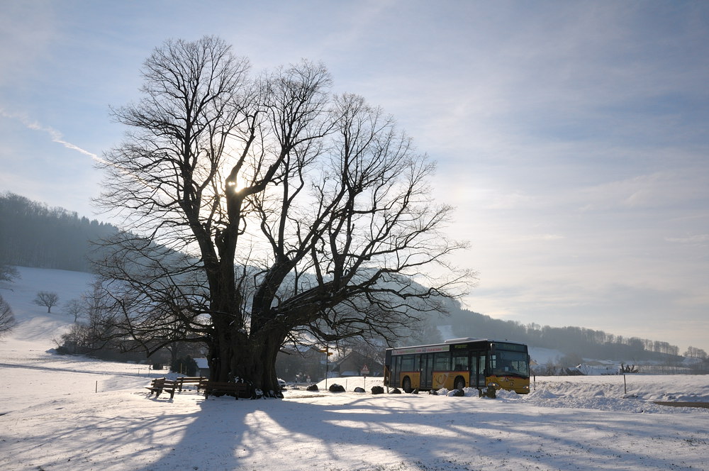 20090202 163049 D3N 6840 1 Baum Februar