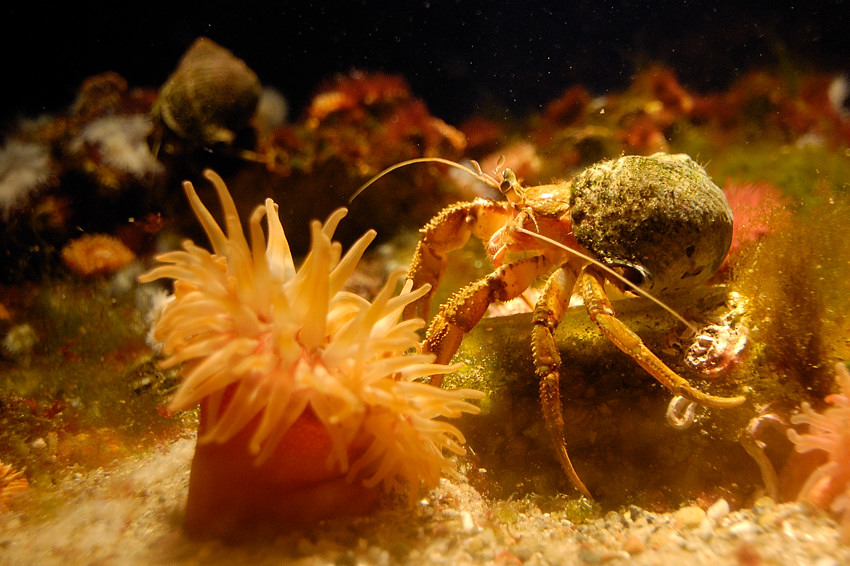 20090216 13 Ozeaneum