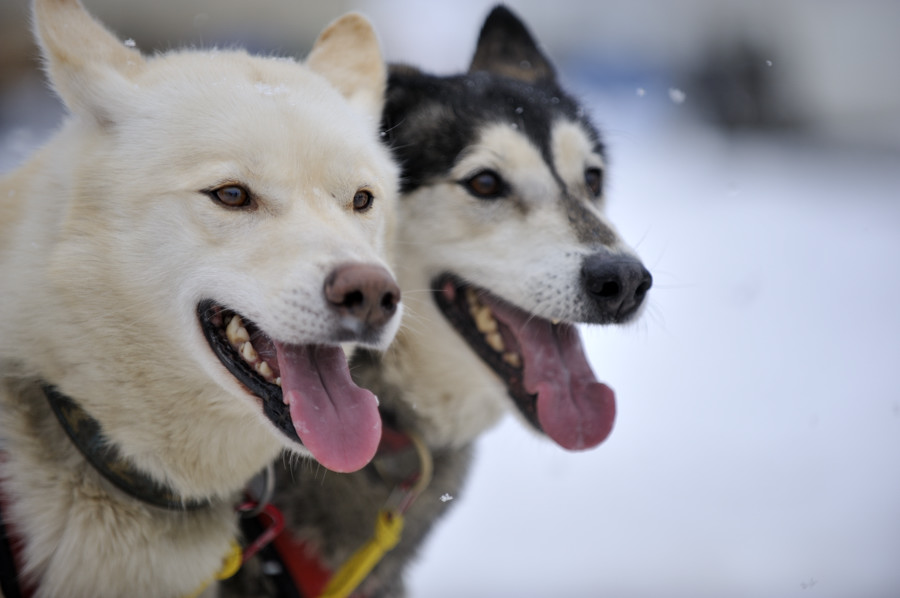 20090307 115314 Schlittenhunde