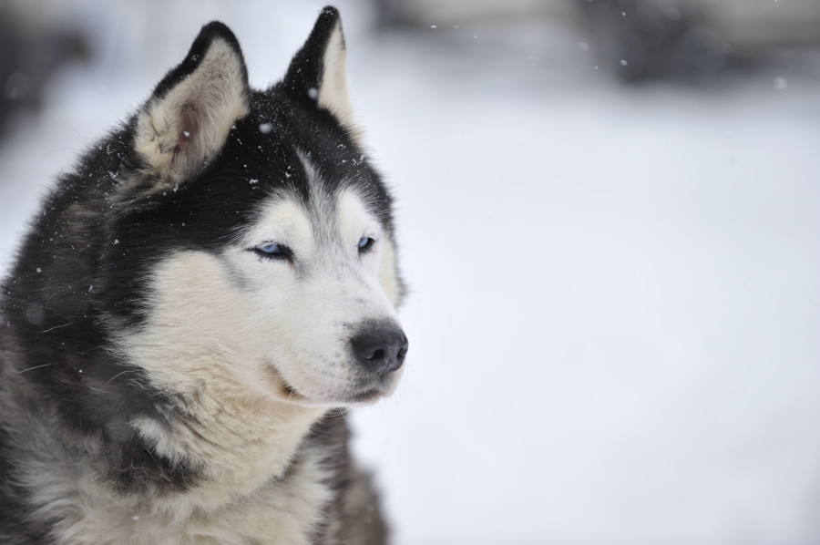 20090307 121545 Schlittenhunde