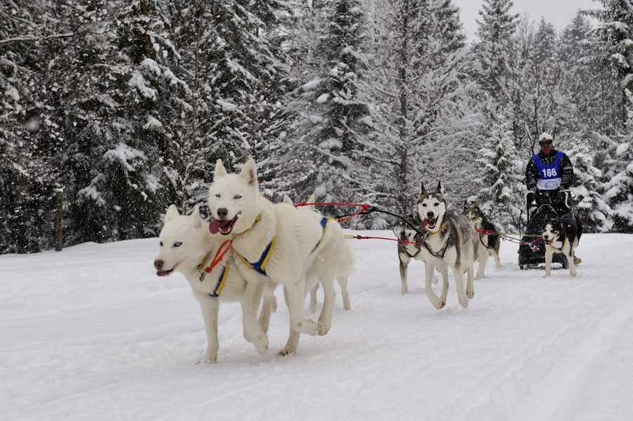 20090307 130450 Schlittenhunde  05