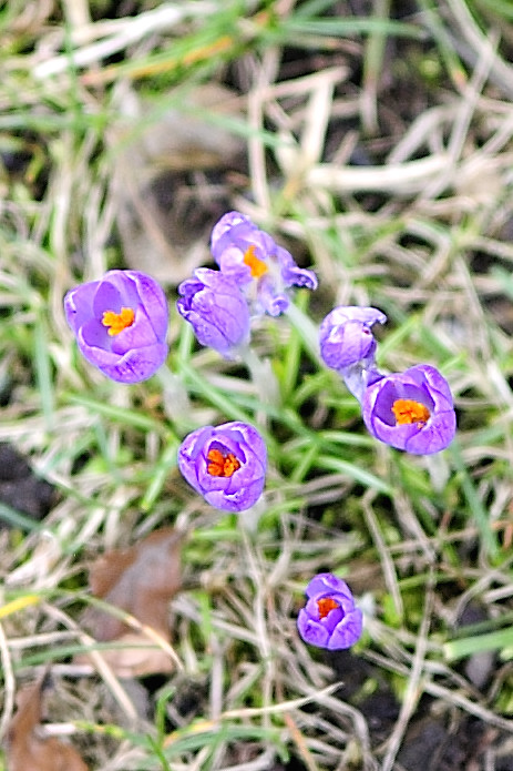 20090311 7910 [D700]   F1,8 35,00mm Crop geschärft