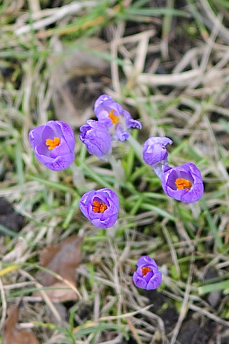 20090311 7910 [D700]   F1,8 35,00mm Crop ungeschärft