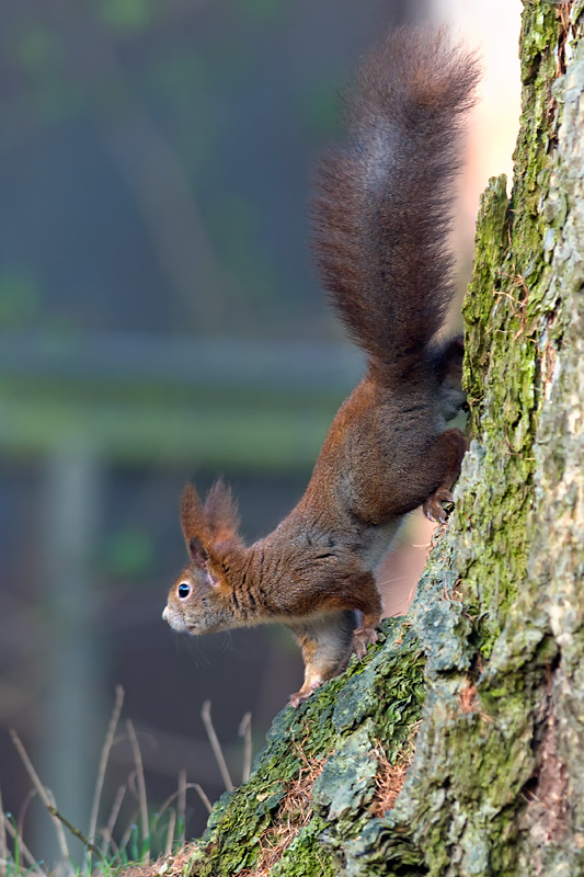20090407 EICHHOERNCHEN 233