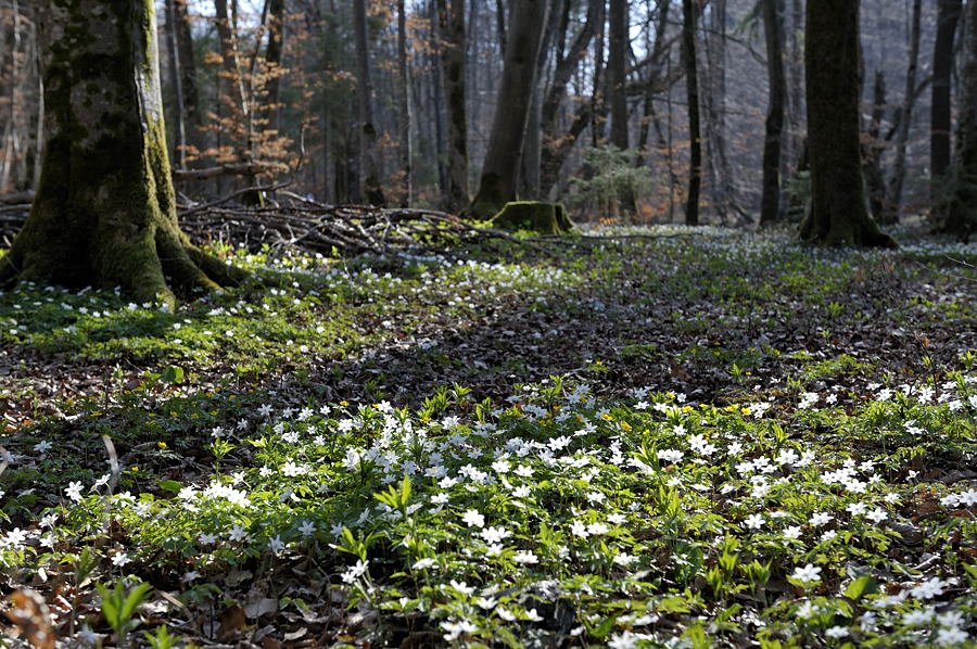 20090410 161724 Muehltal