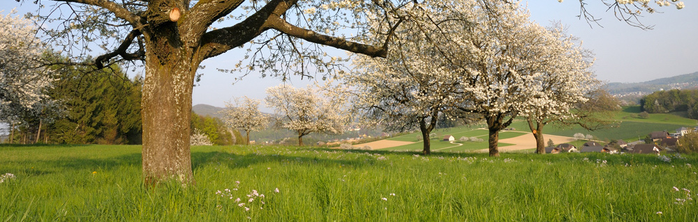 20090414 180949 D3N 7809 3