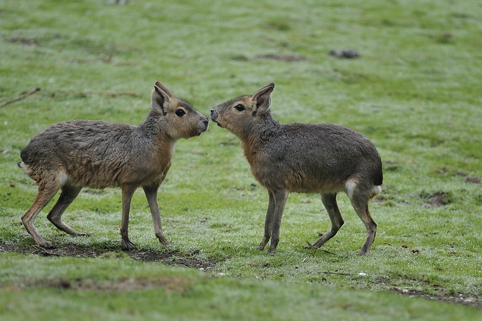 20090424 095651 Hellabrunn
