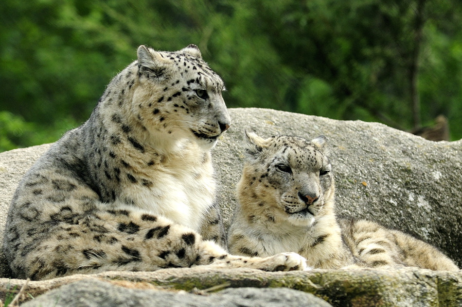20090424 103159 Hellabrunn