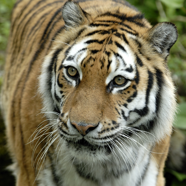 20090424 105332 Hellabrunn