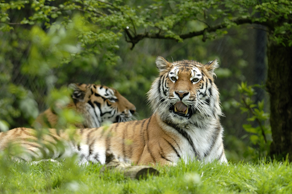 20090424 105905 Hellabrunn
