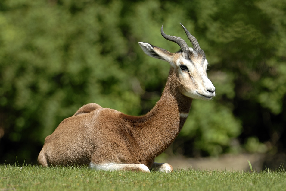 20090424 113305 Hellabrunn