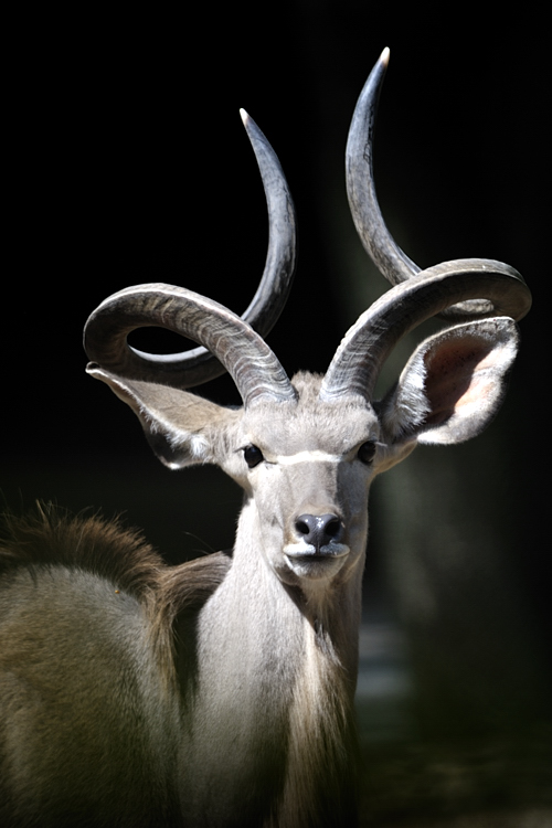 20090424 120923 Hellabrunn