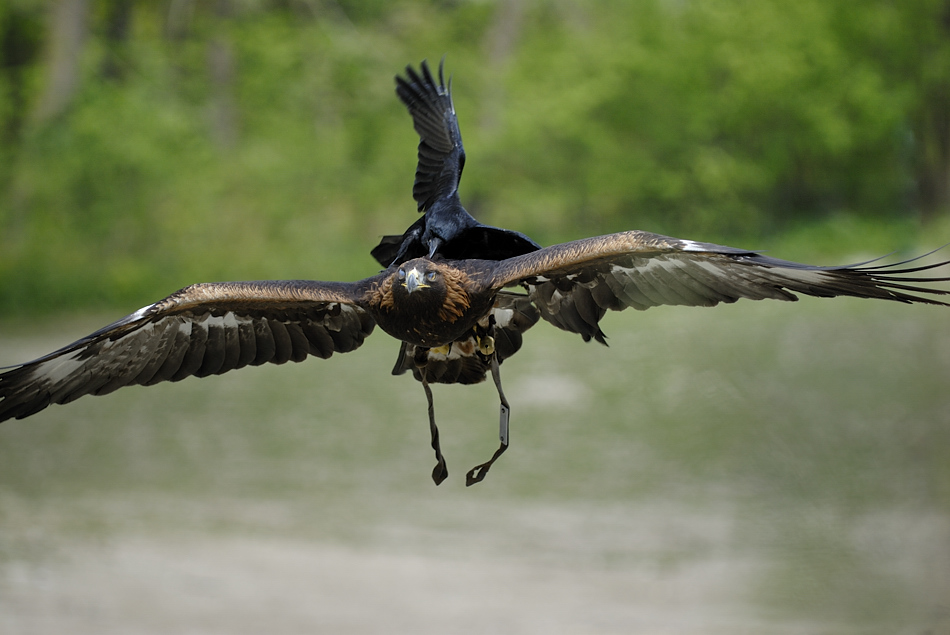 20090424 134752 Hellabrunn 01