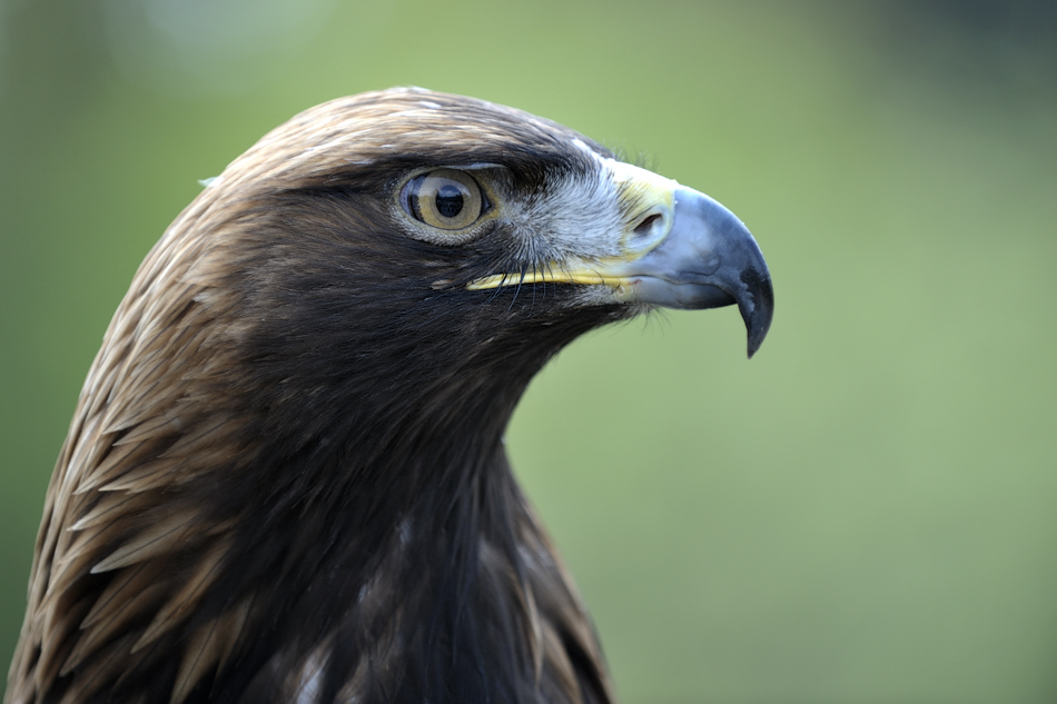 20090424 140227 Hellabrunn