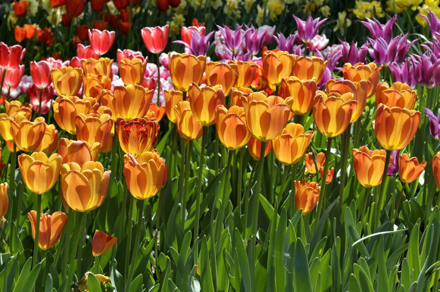 20090427 113908 tulpenlicht