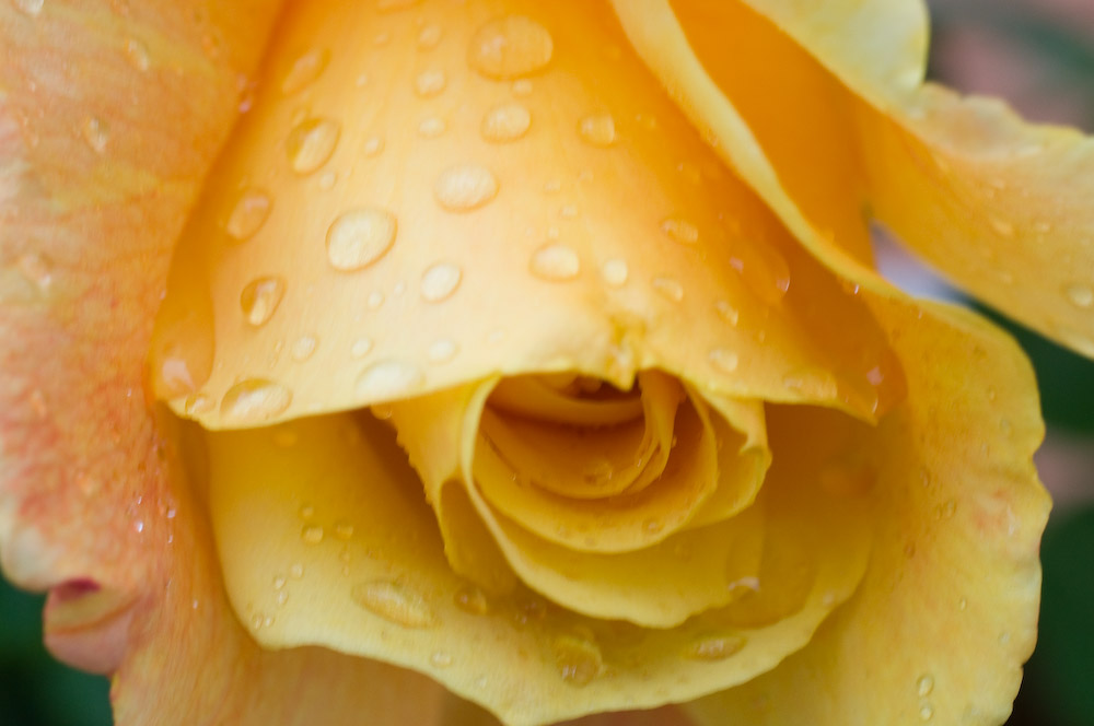 20090521  DSC7525
