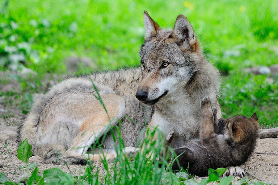 20090605  DSC3064