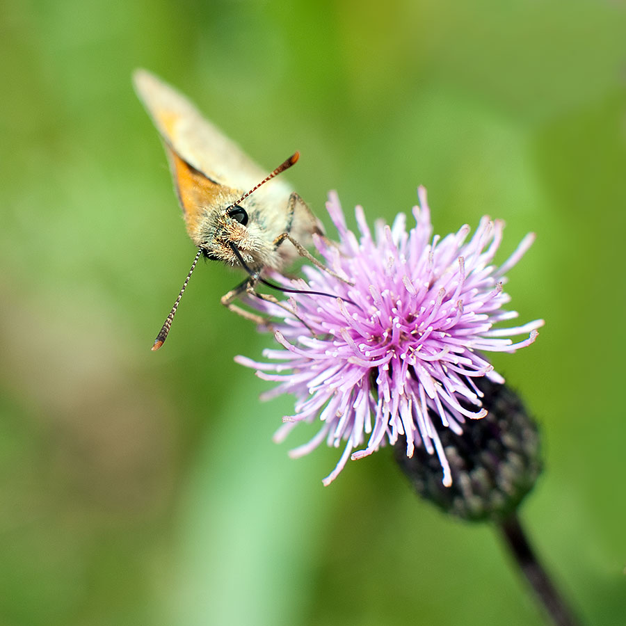 20090714  DSF0059