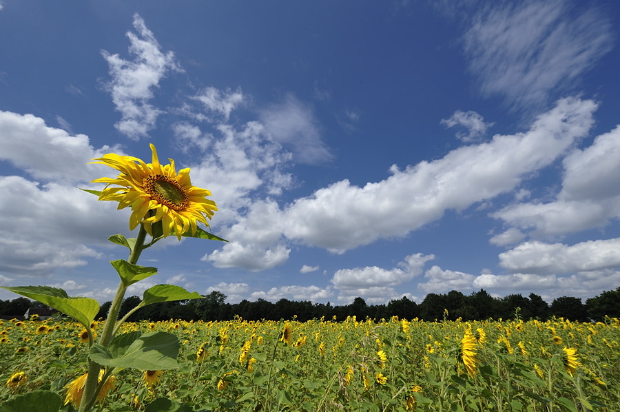 20090728 141754 Blutenburg Sonne