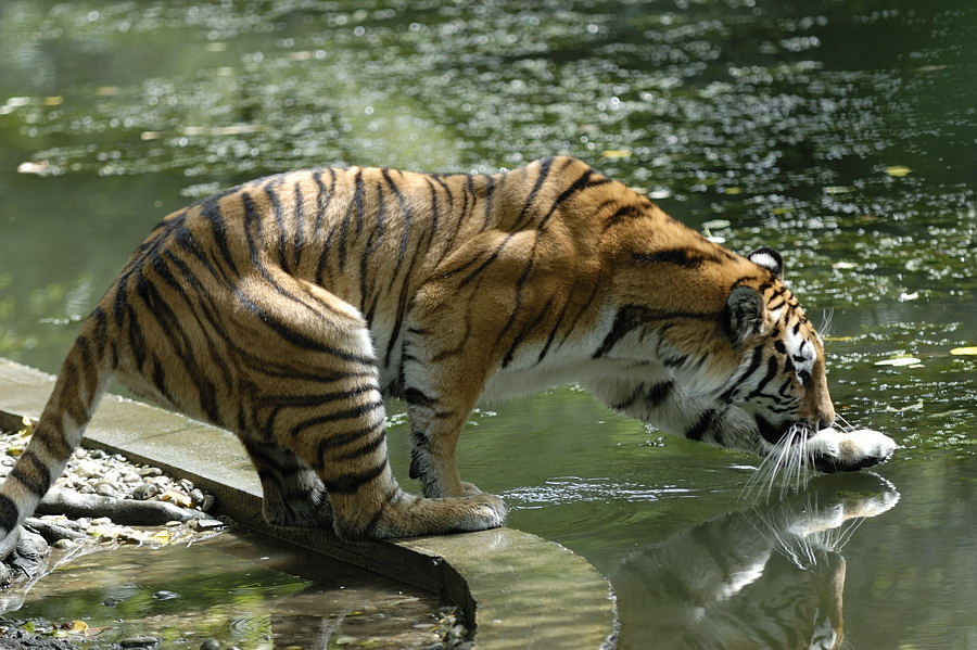 20090814 135219 Hellabrunn