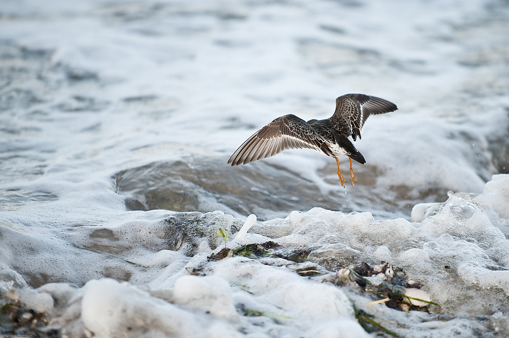 20091017 2882 [NIKON D700]   200 mm  1 2000 Sek. bei ƒ   2,8