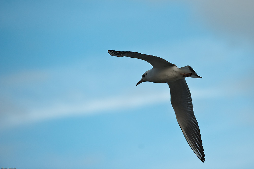 20091017 3082 [NIKON D700]   200 mm  1 3200 Sek. bei ƒ   4,5
