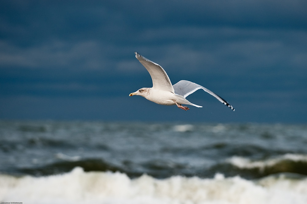 20091017 3093 [NIKON D700]   200 mm  1 640 Sek. bei ƒ   4,5