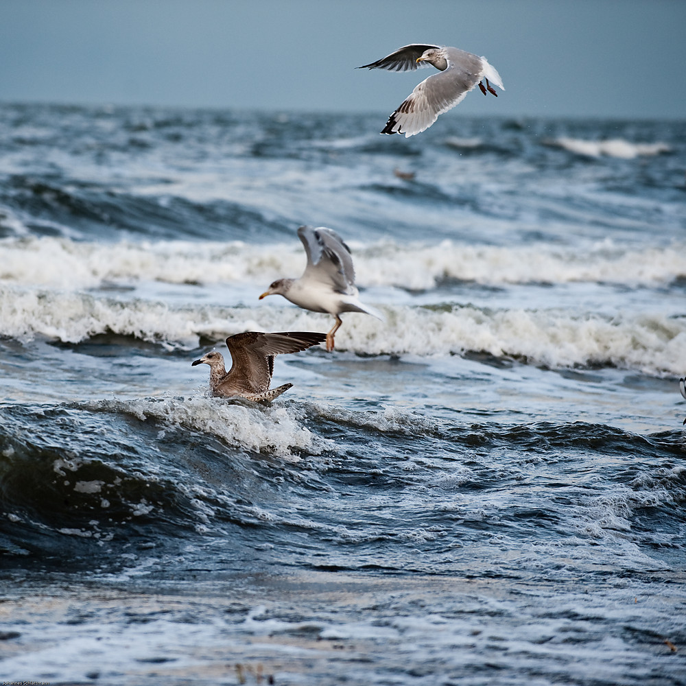 20091017 3102 [NIKON D700]   200 mm  1 1000 Sek. bei ƒ   4,5
