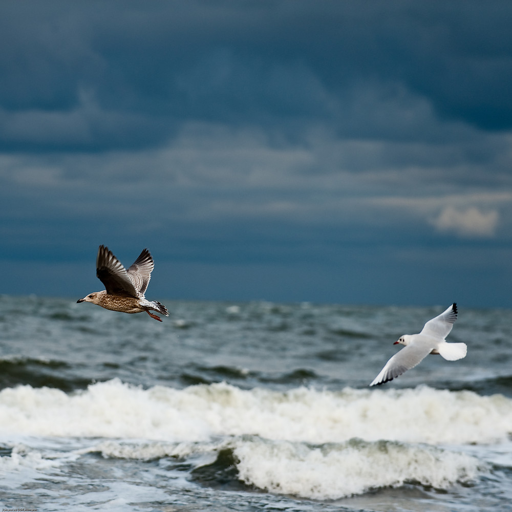 20091017 3129 [NIKON D700]   200 mm  1 500 Sek. bei ƒ   4,5