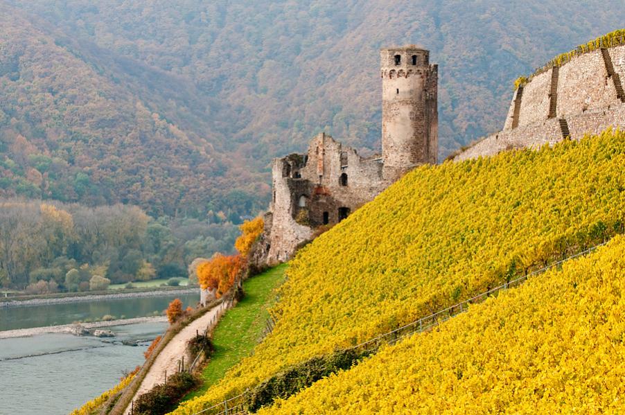 200910310071 - Herbst im Rheingau - Ruine Ehrenfels