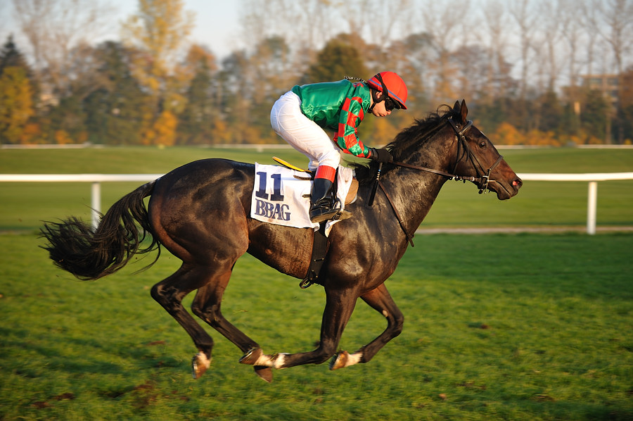 20091101 160024 galopp muenchen 03