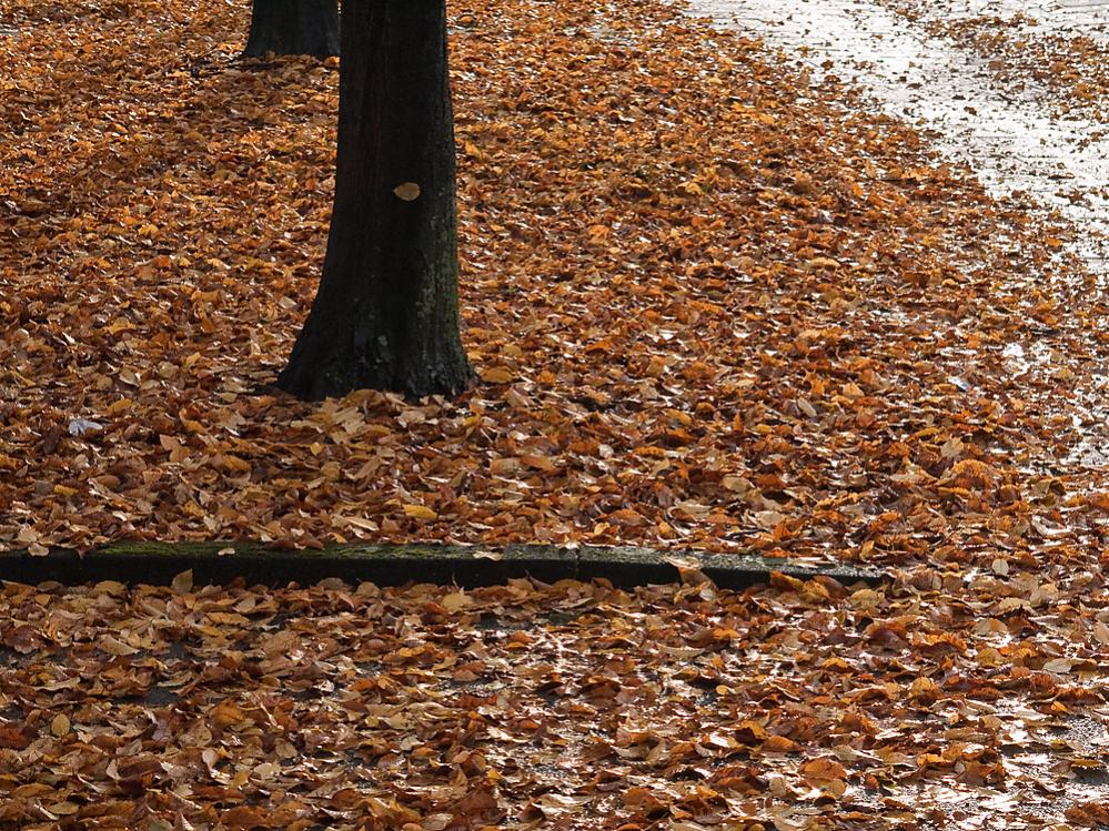 20091102 1000125 [DMC G1]   45 mm  1 200 Sek. bei ƒ   7,1