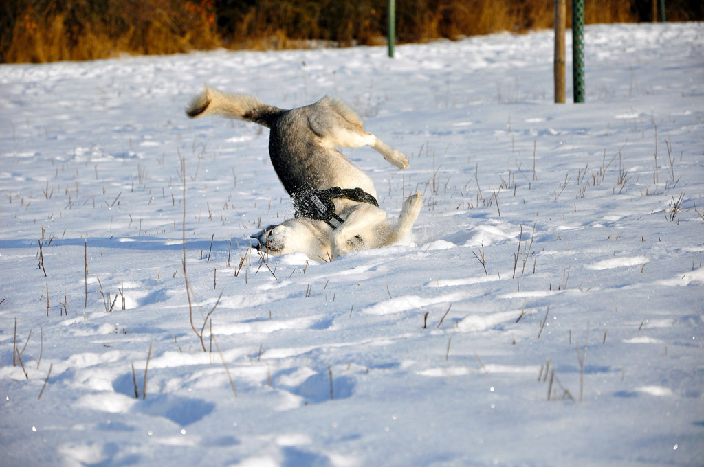 2010 02 17 3666 1025jpg
