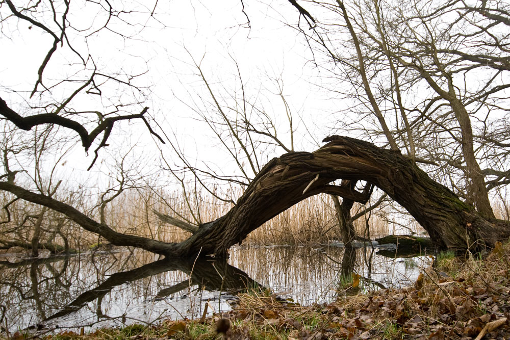 2010-03-30 DSC2366 Teich 3
Sigma 10-20; 13 mm; 1/80; f 5,6; ISO 100