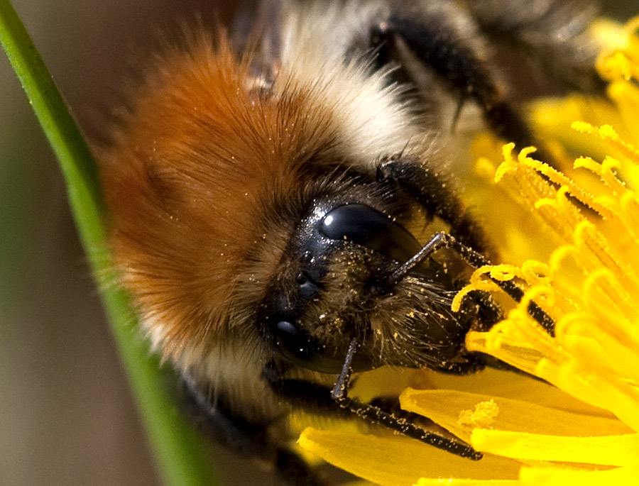 2010 04 16 Hummel