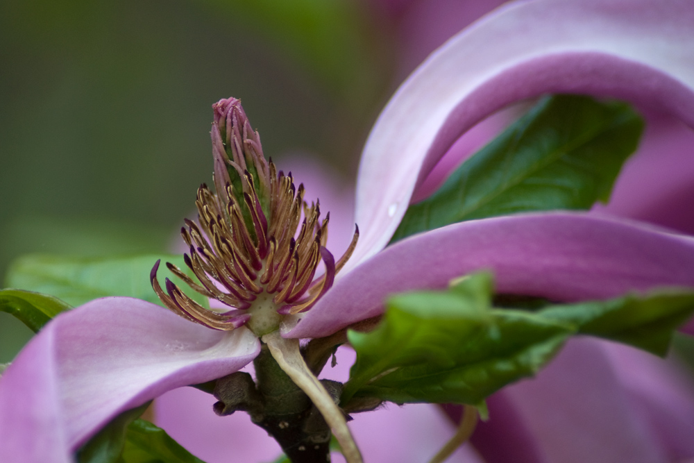2010 05 01 Magnolienbluete
Tamron 70-300 bei 195 mm; f 5,6; 1/250; ISO 200