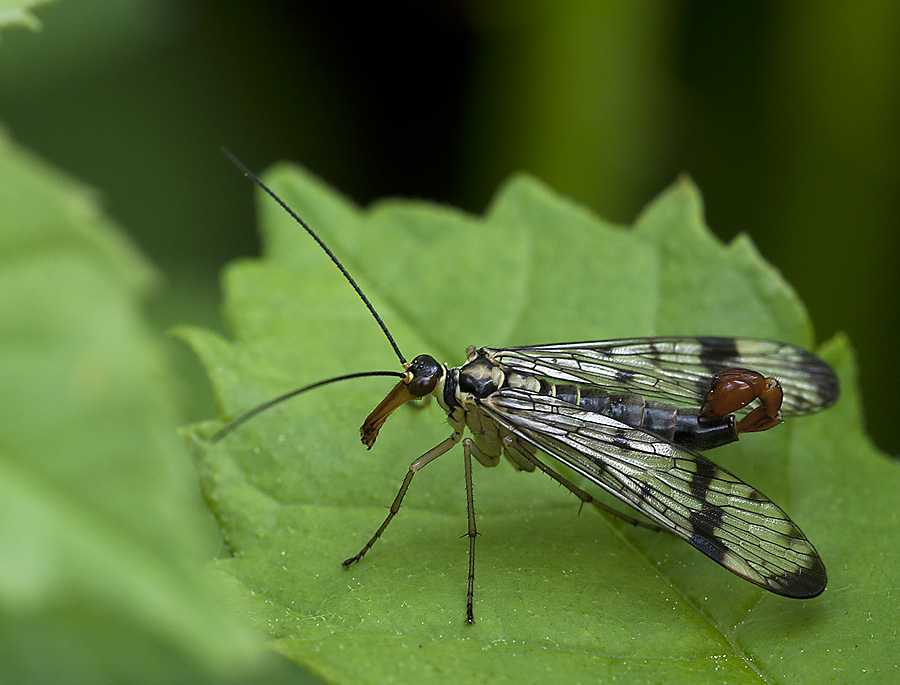 2010 05 18 Scorpionfliege 02