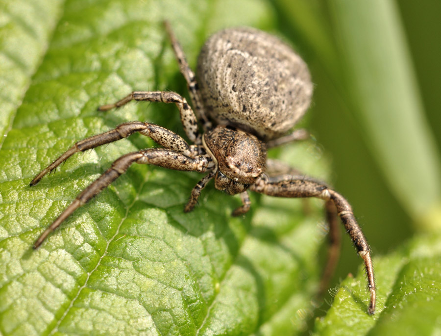 2010 05 23 Krabbenspinne 01-01