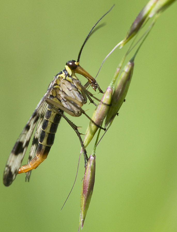 2010 05 23 Scorpionfliege