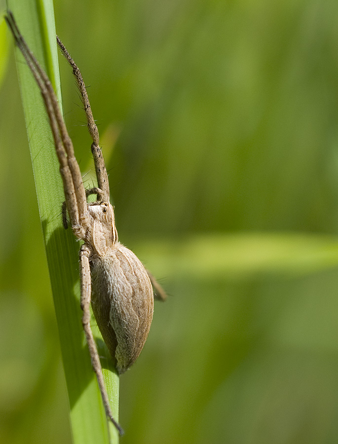 2010 05 23 Spinne