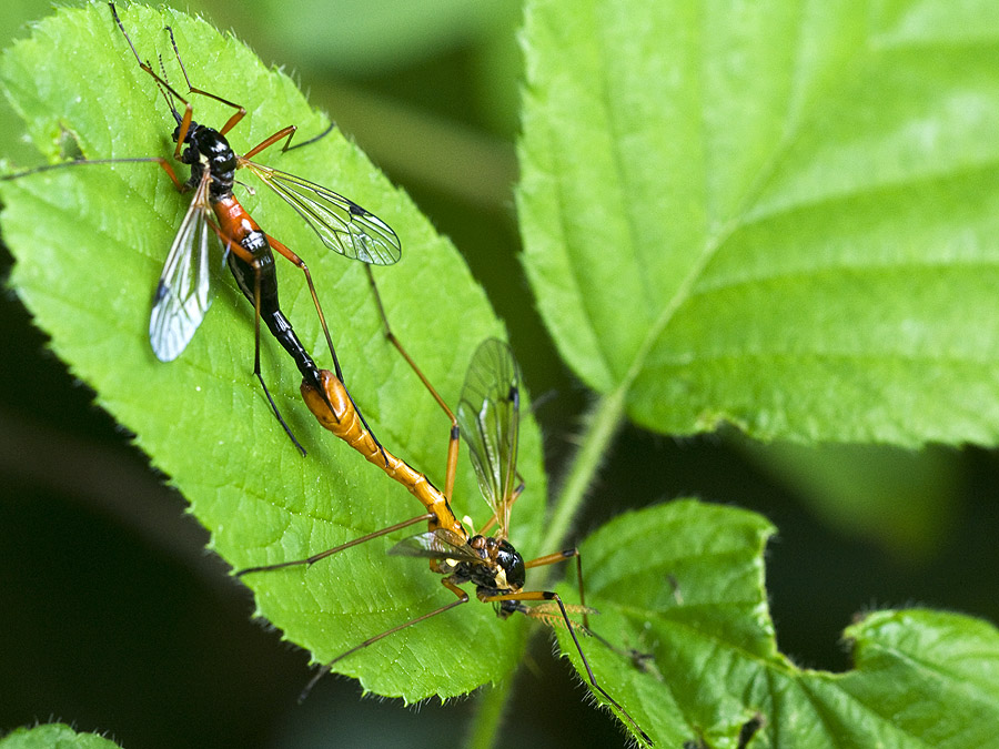 2010 05 28 Holzschnaken 01 01