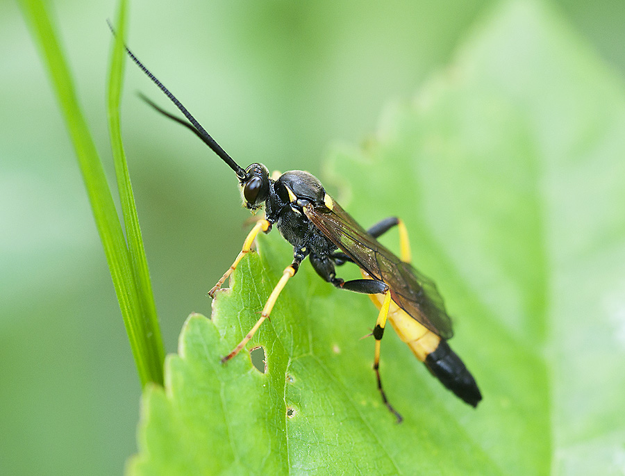 2010 05 28 Schlupfwespe