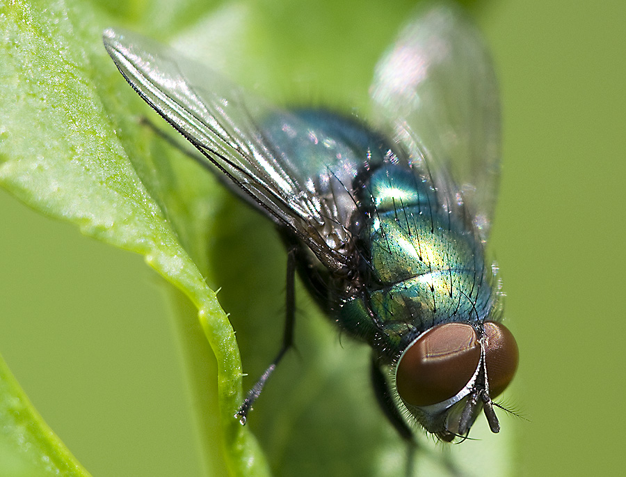 2010 05 30 Ein dicker Brummer