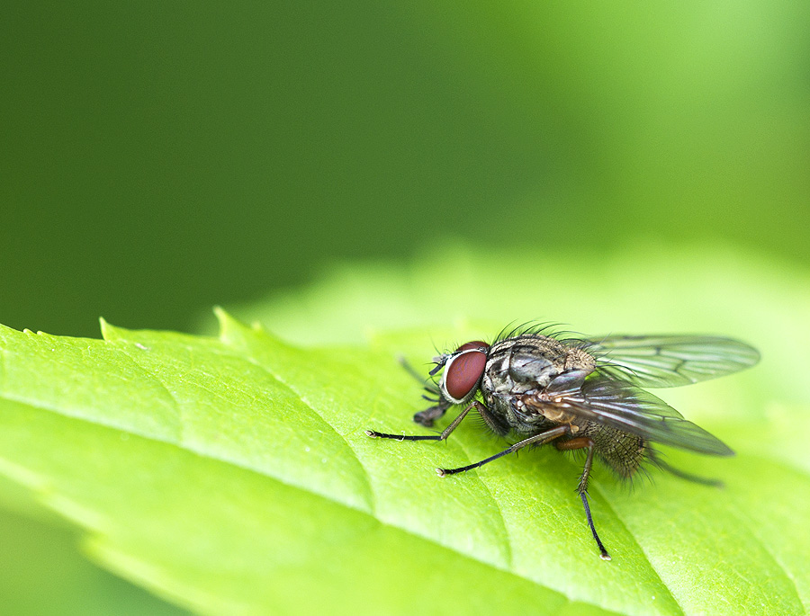 2010 05 30 Fliege