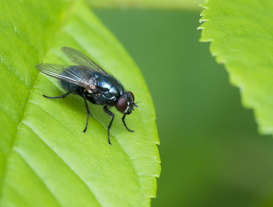 2010 05 30 Fliege